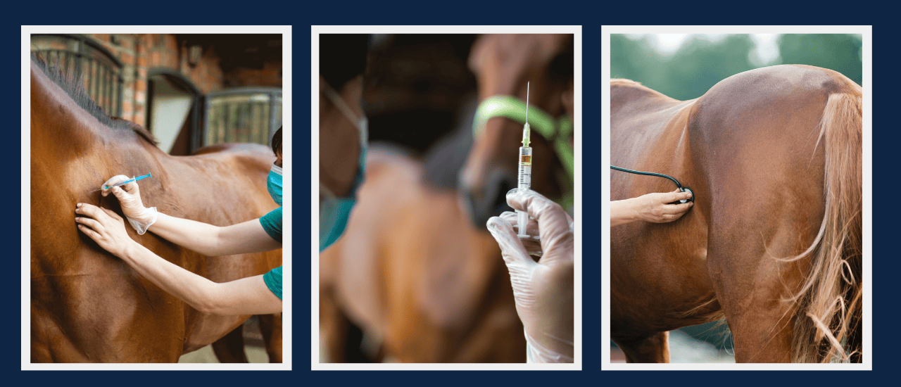 veterinary ultrasound machines