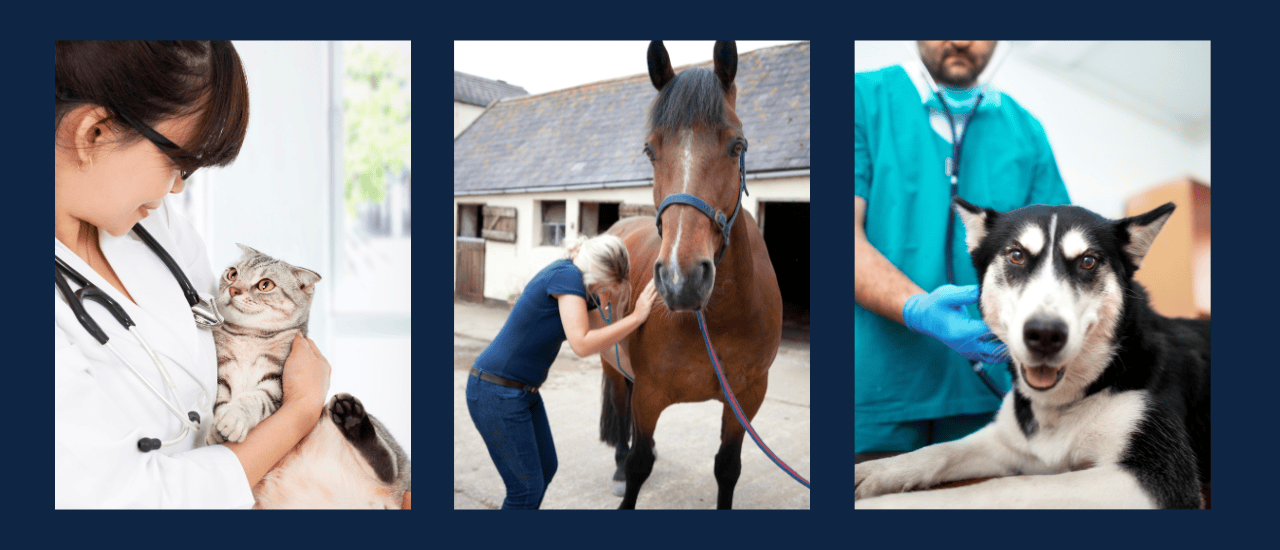 veterinary ultrasound machines