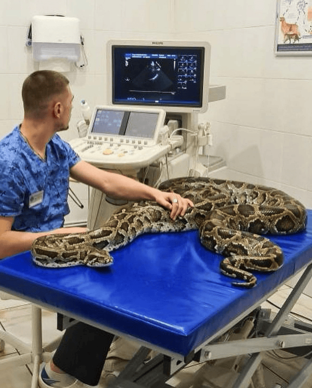 veterinary ultrasound machines